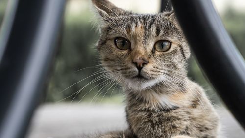 Close-up portrait of a cat