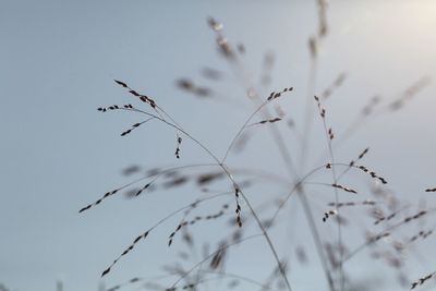 Low angle view of plants against sky