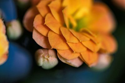 Close-up of orange rose flower