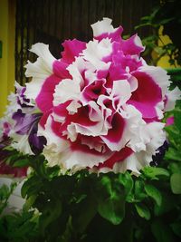 Close-up of pink flowers blooming outdoors