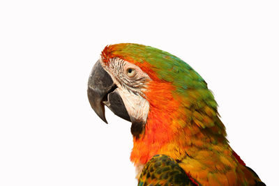 Close-up of a parrot