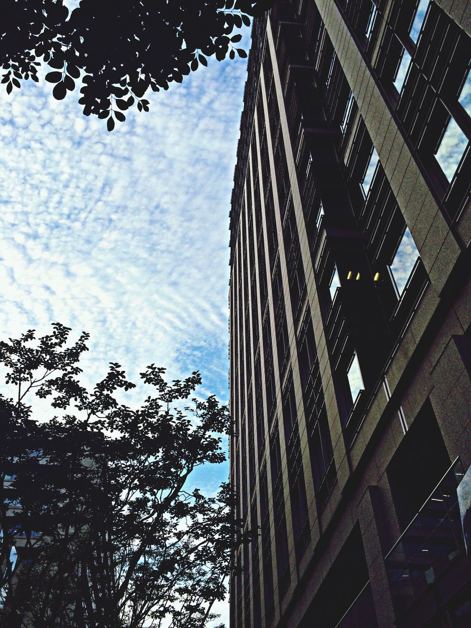 architecture, built structure, low angle view, building exterior, city, sky, tower, tall - high, modern, building, tree, glass - material, reflection, office building, skyscraper, day, no people, outdoors, tall, connection