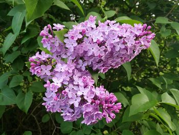 Close-up of purple flowers