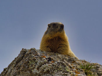 Low angle view of alert groundhog on rock