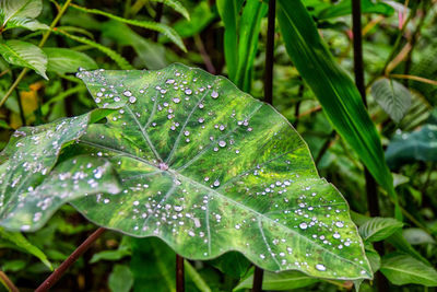 Raindrops on leaf in forest