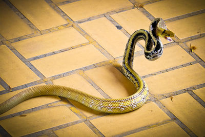 High angle view of metal grate on tiled floor