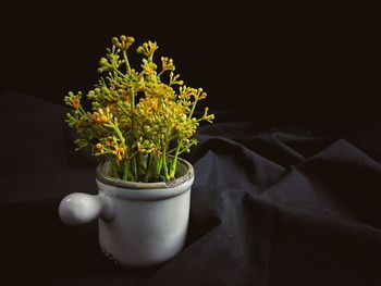 Close-up of flower plant against black background