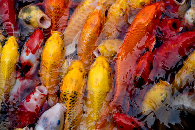 Full frame shot of multi colored crab