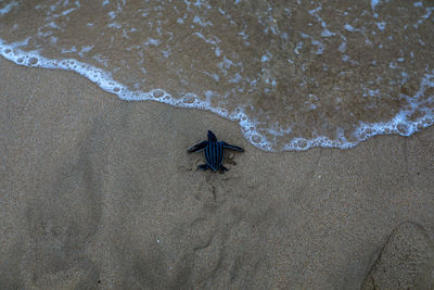 High angle view of turtle on sand at beach