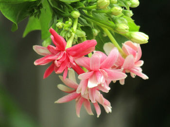 Close-up of pink flowers growing on plant