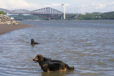 Dark long-haired dog standing waiting in the st. lawrence river for its owner to throw stick 