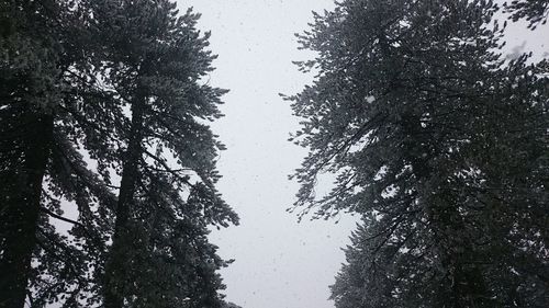 Low angle view of trees against sky