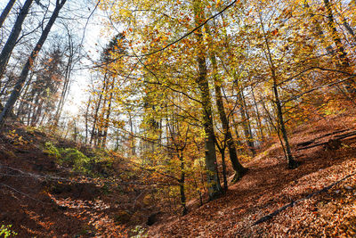 Low angle view of trees in forest during autumn