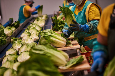 Unrecognizable people in uniform standing at sorting belt and working with fresh napa cabbage on agricultural plant