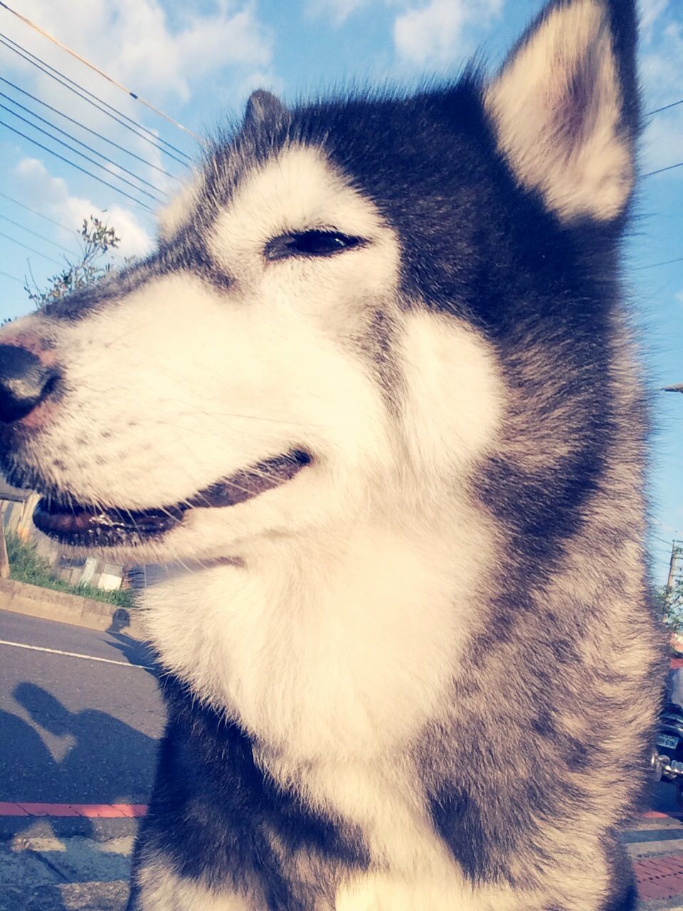 one animal, sky, animal themes, mammal, domestic animals, pets, dog, car, sunlight, close-up, day, transportation, cloud, cloud - sky, outdoors, no people, street, animal head, road, low angle view