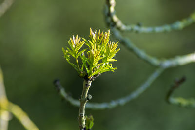 Close-up of fresh green plant