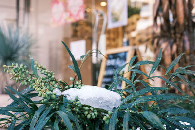 Close-up of potted plant