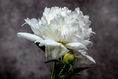 Close-up of white flowering plant