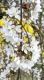 Close-up of white cherry blossoms in spring