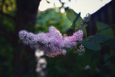 Close-up of purple flowering plant