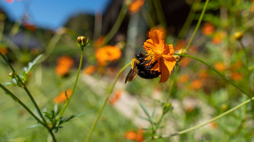 Close-up of bee pollinating on flower