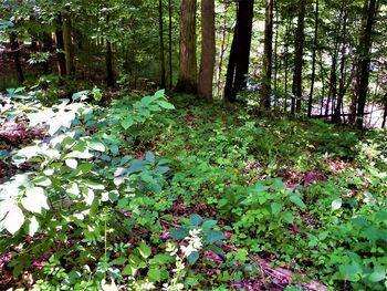 Flowering plants and trees in forest
