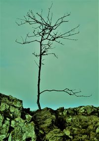 Bare tree against clear sky