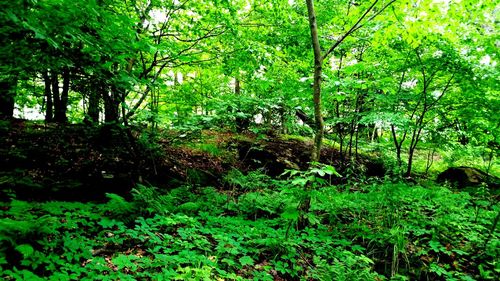 View of trees in forest