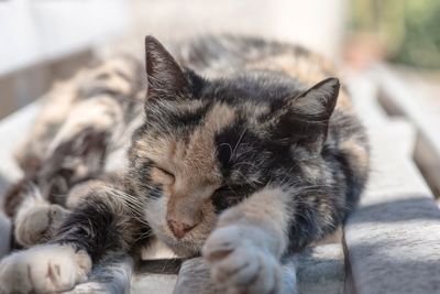 Close-up of cat sleeping on bench outdoors