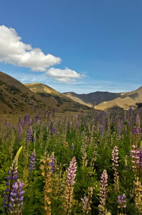 Purple flowering plants on land against sky