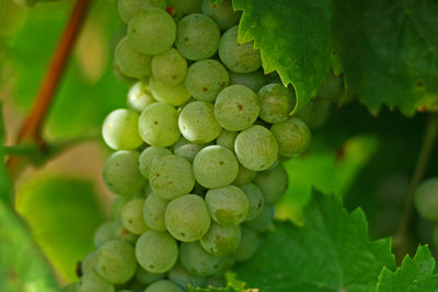 Close-up of grapes growing in vineyard