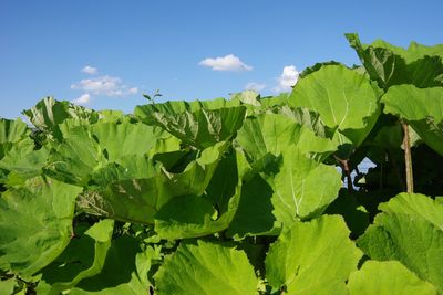 Close-up of fresh green leaves against sky