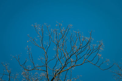 Low angle view of bare tree against clear blue sky