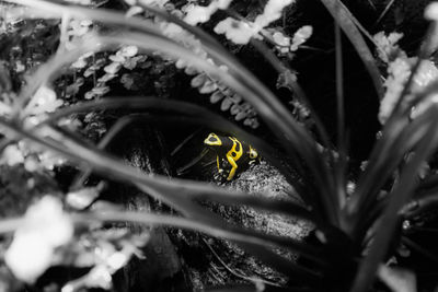 Close-up of insect on plant