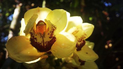 Close-up of yellow flower blooming outdoors