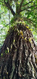 Low angle view of a tree