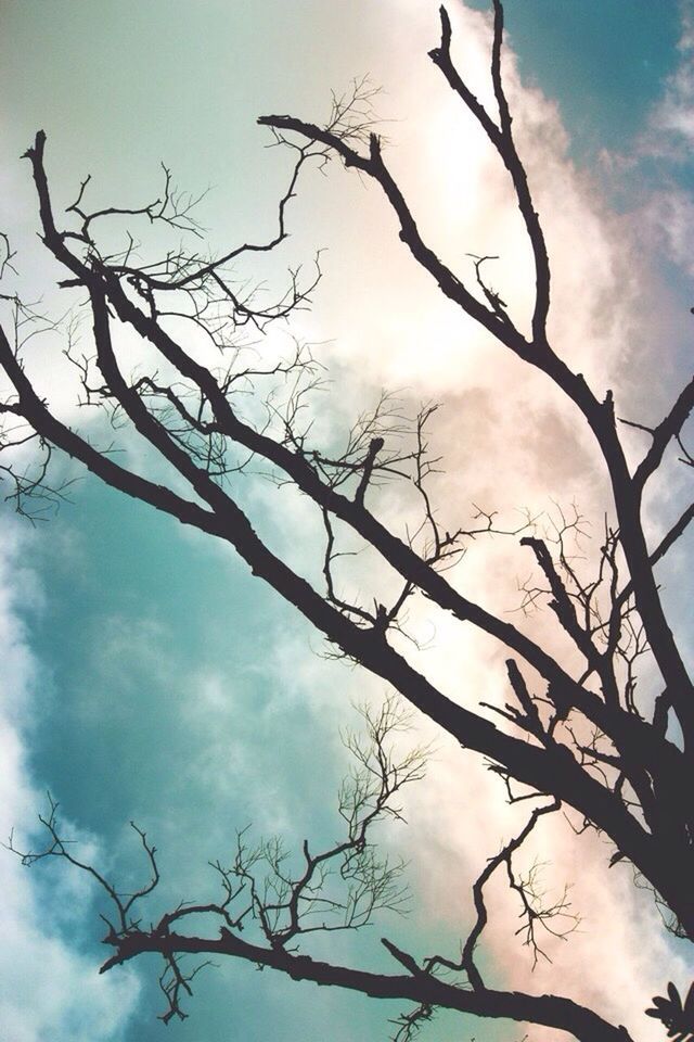 low angle view, branch, sky, bare tree, tree, cloud - sky, nature, tranquility, beauty in nature, cloud, silhouette, cloudy, scenics, outdoors, no people, day, blue, high section, tranquil scene, growth