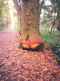 Fallen leaves on tree trunk