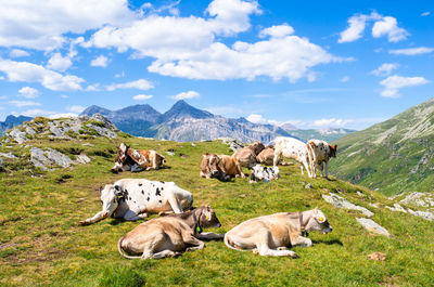 Cows grazing on field against sky