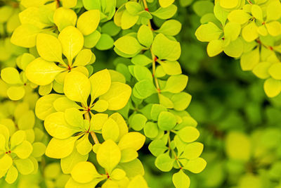 Barberry aurea yellow and green leaves texture - ornamental hedge plants for landscape design