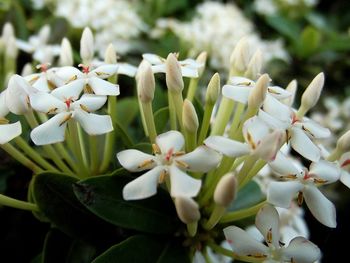 Close-up of white flowers blooming