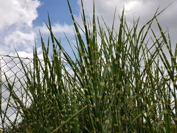 Crops growing on field against sky