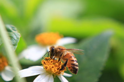 Close-up of butterfly pollinating on flower