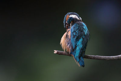 Close-up of bird perching on branch