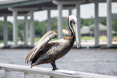 Bird perching on railing