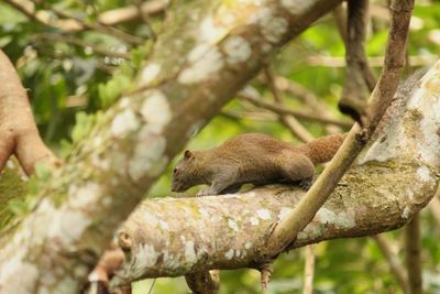 Monkey in a tree