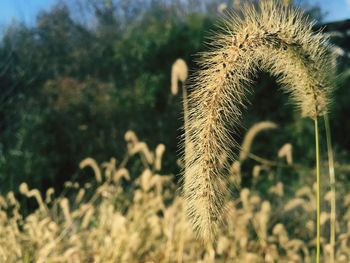Close-up of grass against sky