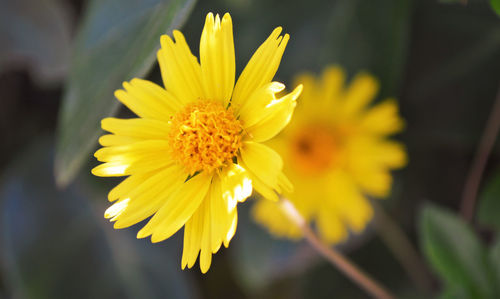 Close-up of yellow flowering plant