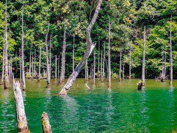 Scenic view of lake in forest