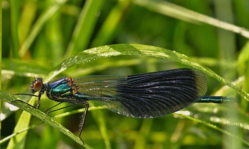 Close-up of damselfly on plant